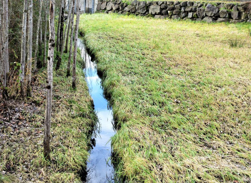 reflections in stream