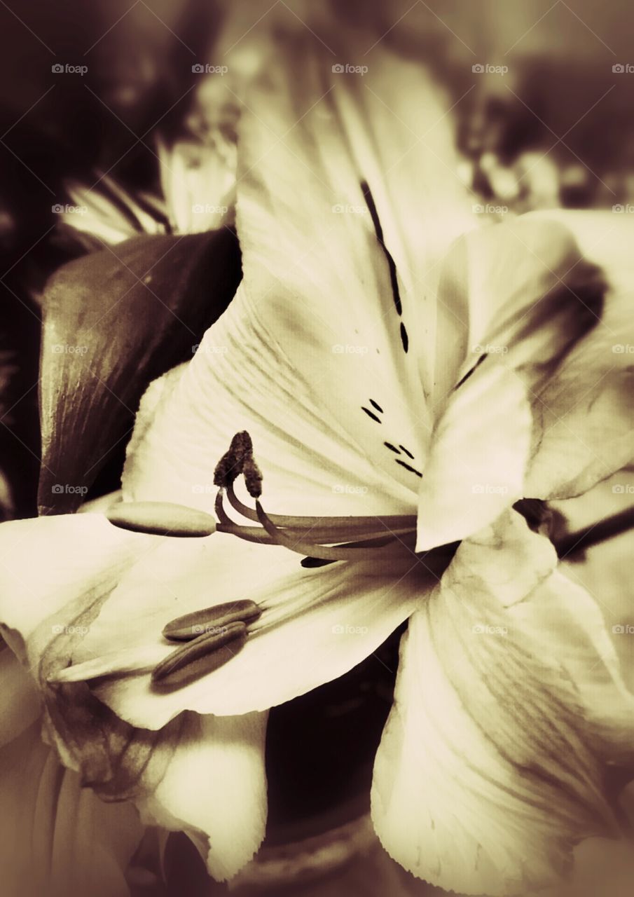 Lily. Lily in Sepia
