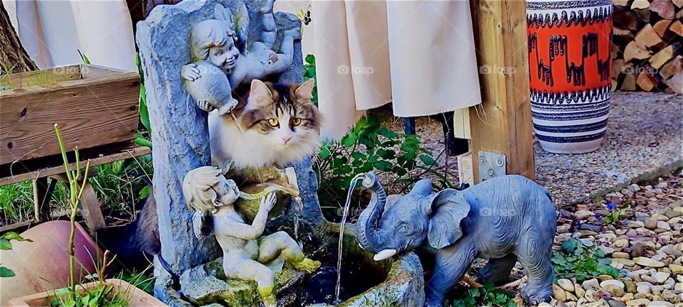 This is a new favorite for „Linda“: a small fountain with an angel and an elephant sculpture, a well and running water, also a hole big enough for her head to fit through so she can swat at the water or look at us. 2024. Hypnotic Productions