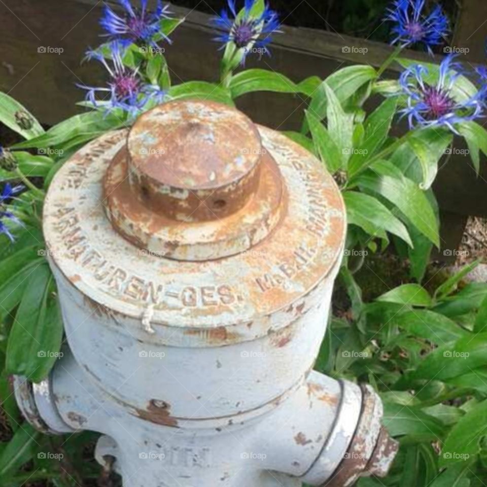 alter Wasserhydrant, Hydrant, alt und blühend, rostig, grün und blau lila, sentimental