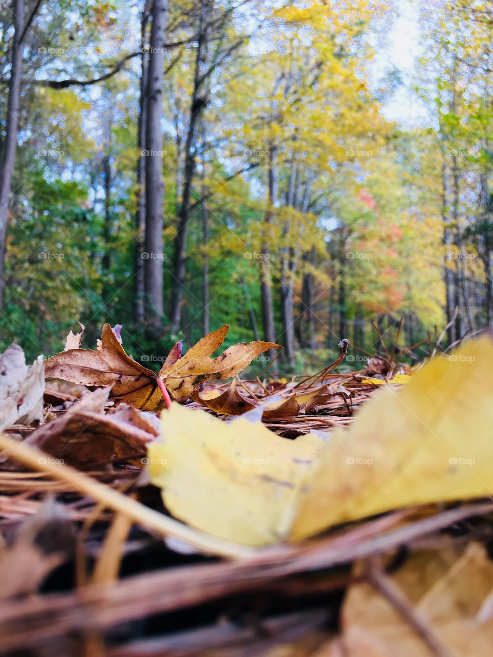 Pine straw and yellow leaves
