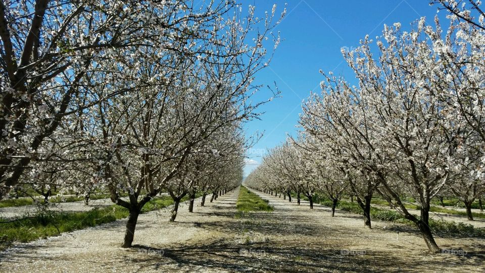 California almond blossoms