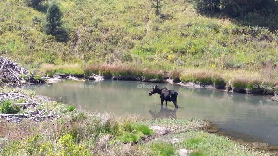 Wading moose