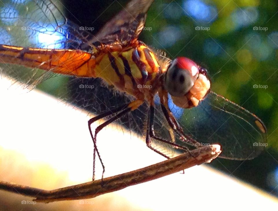 Dragonfly 