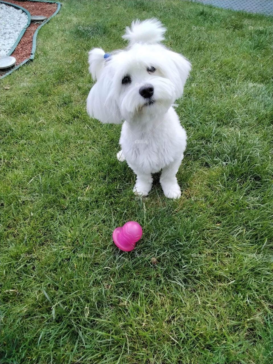 Bichon Maltese