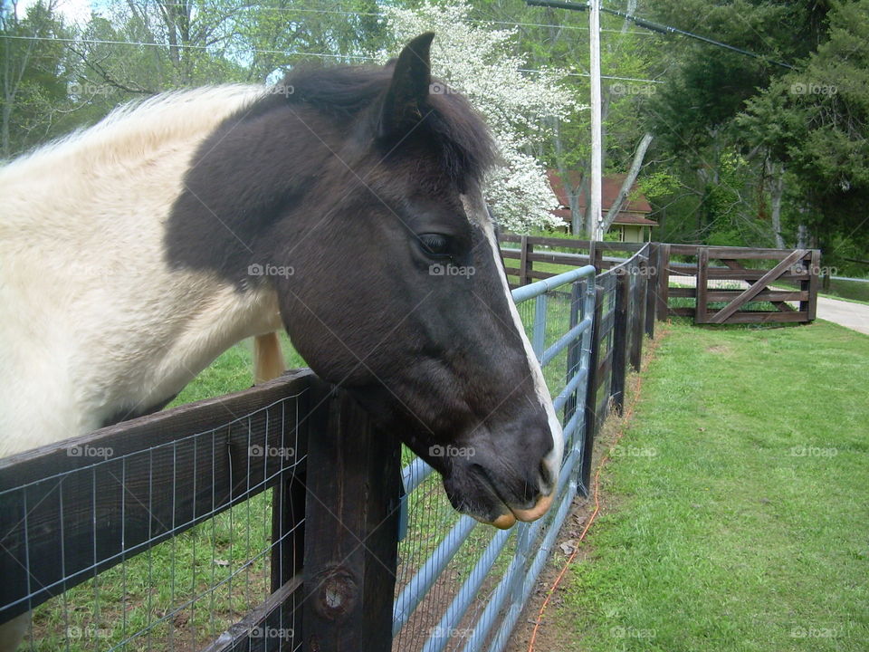 Horse in a pasture