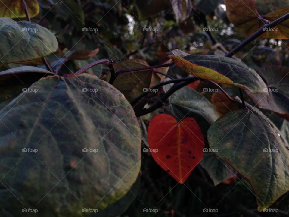 Red leaf/heart hidden
among the others 