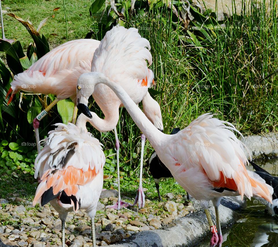Funky Flamingos