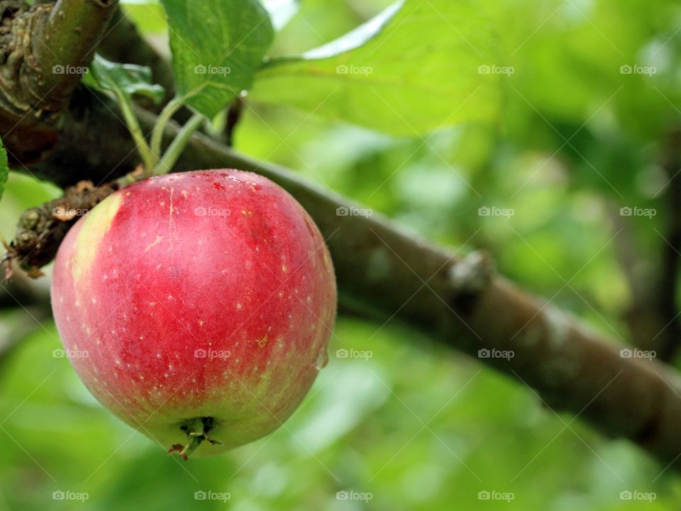 Closeup of one red apple hanging on a branch
