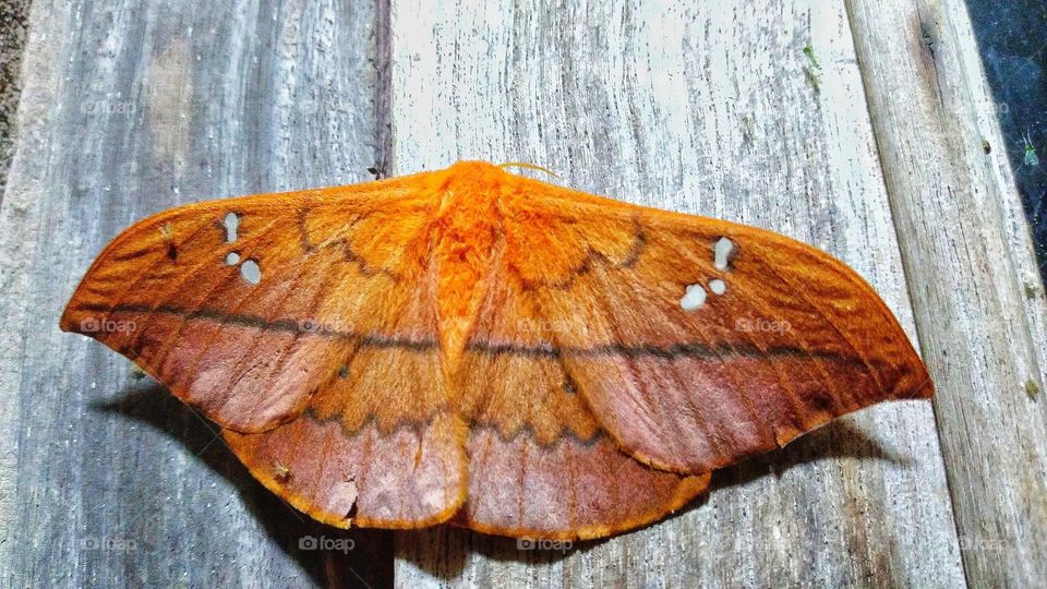 This butterfly is beautiful even at night.