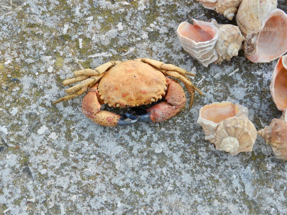 Crab near seashells