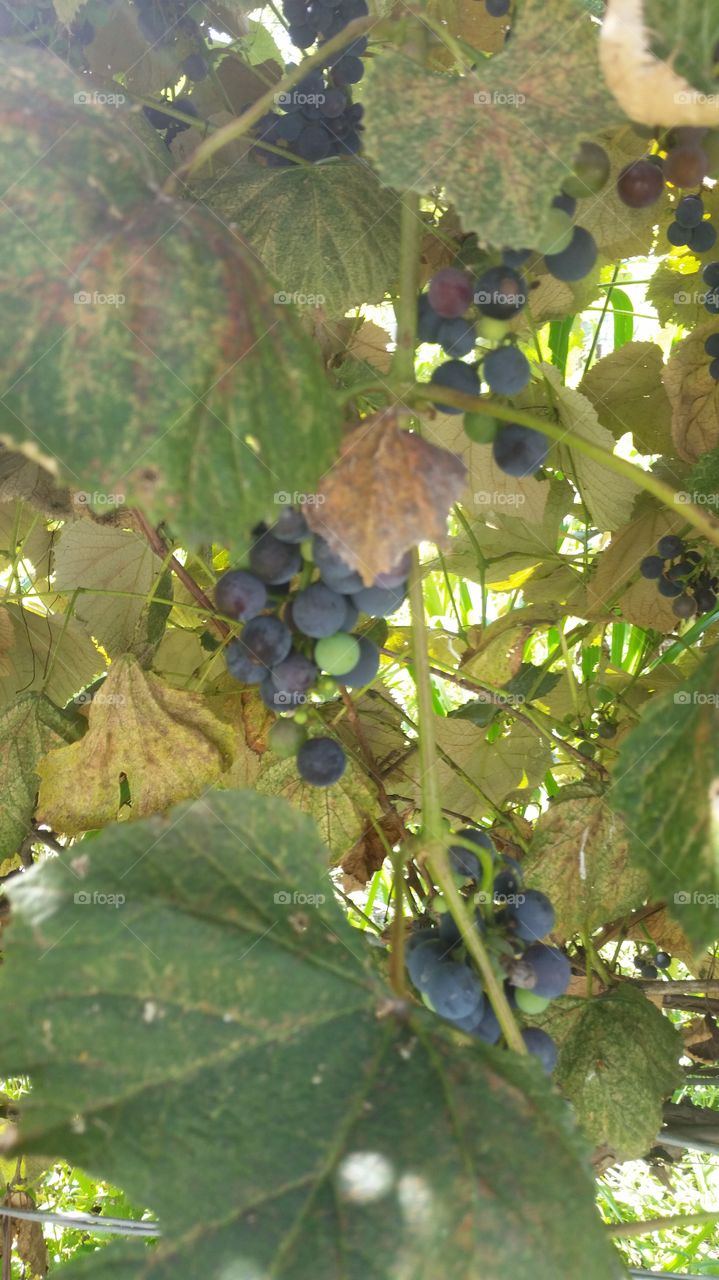 Grape Vine
