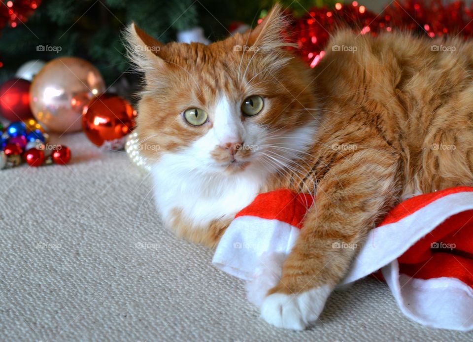 Cat, Cute, Portrait, Pet, Mammal