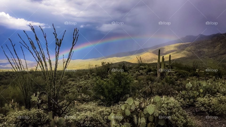 Desert Rainbow 