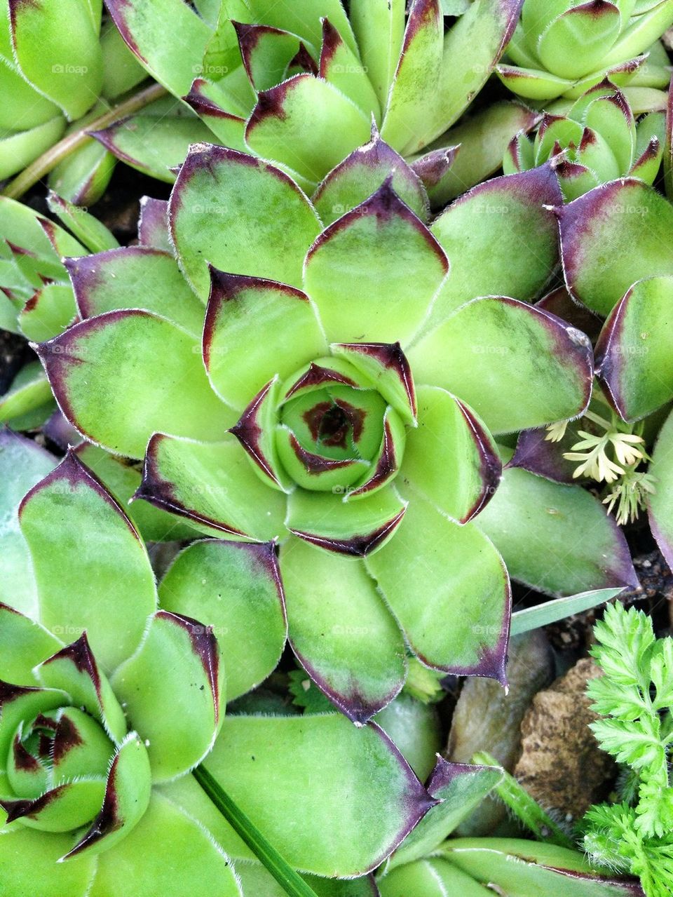 Close-up of green plant