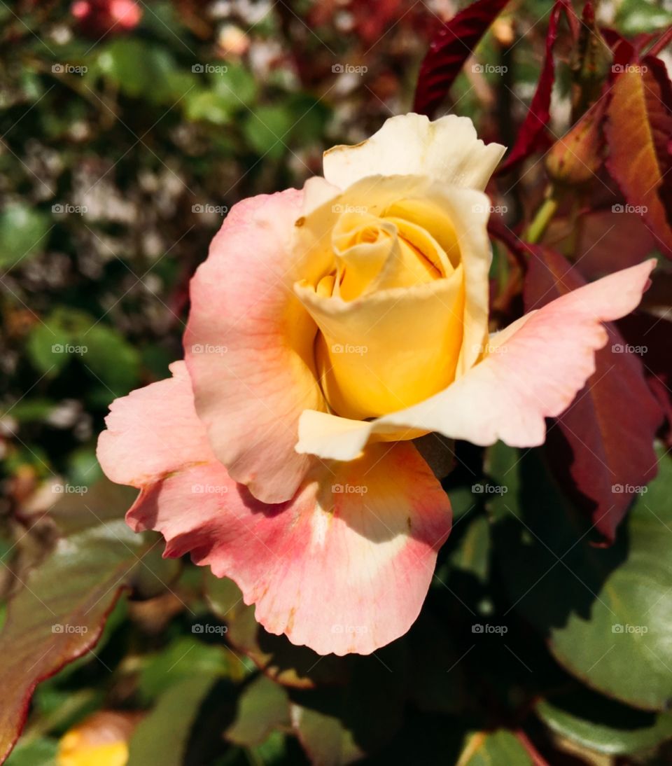 🌹 🇺🇸 Very beautiful flowers to brighten our day.  Live nature and its beauty. Did you like the delicate petals? / 🇧🇷 Flores muito bonitas para alegrar nosso dia. Viva a natureza e sua beleza. Gostaram das pétalas delicadas? 