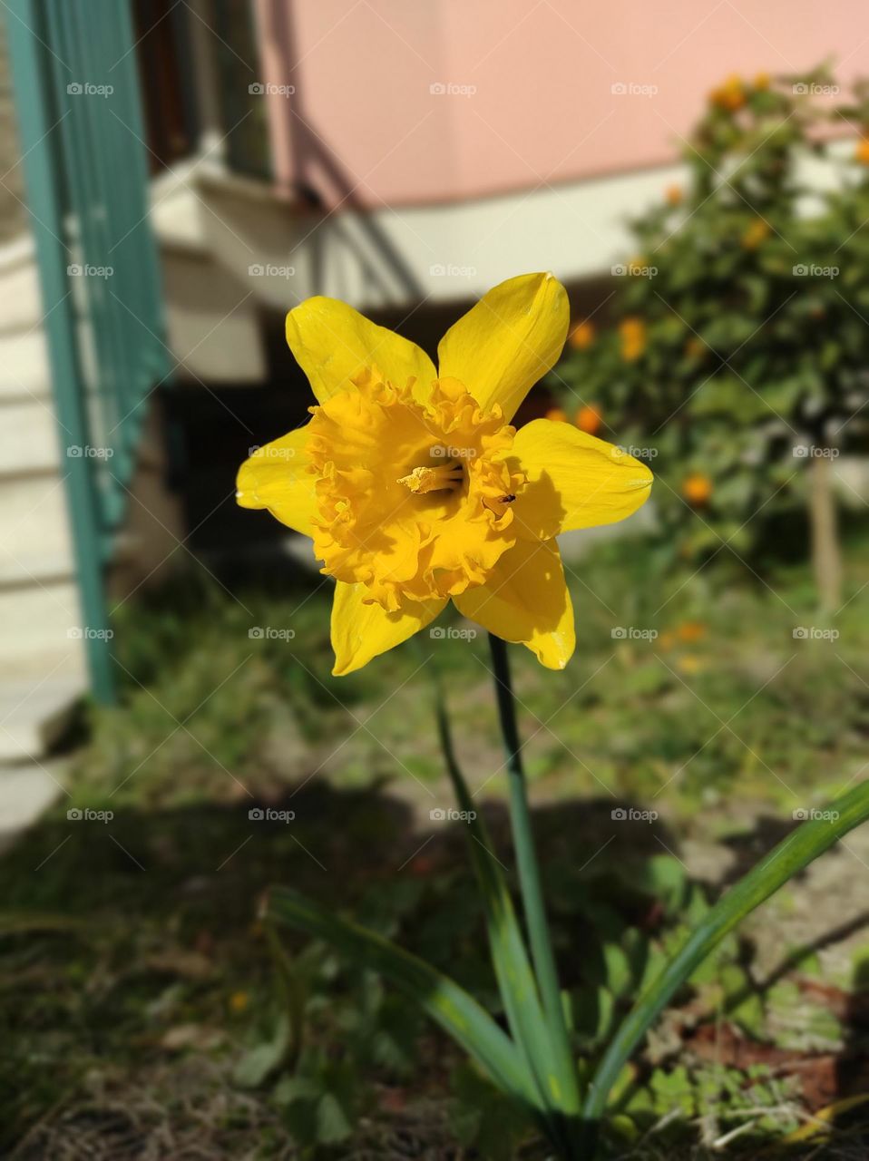 yellow daffodil in full bloom
