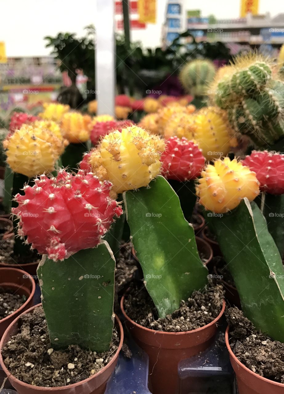 cactus