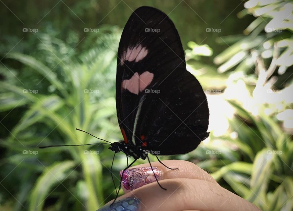 Butterfly landed on a person’s hand