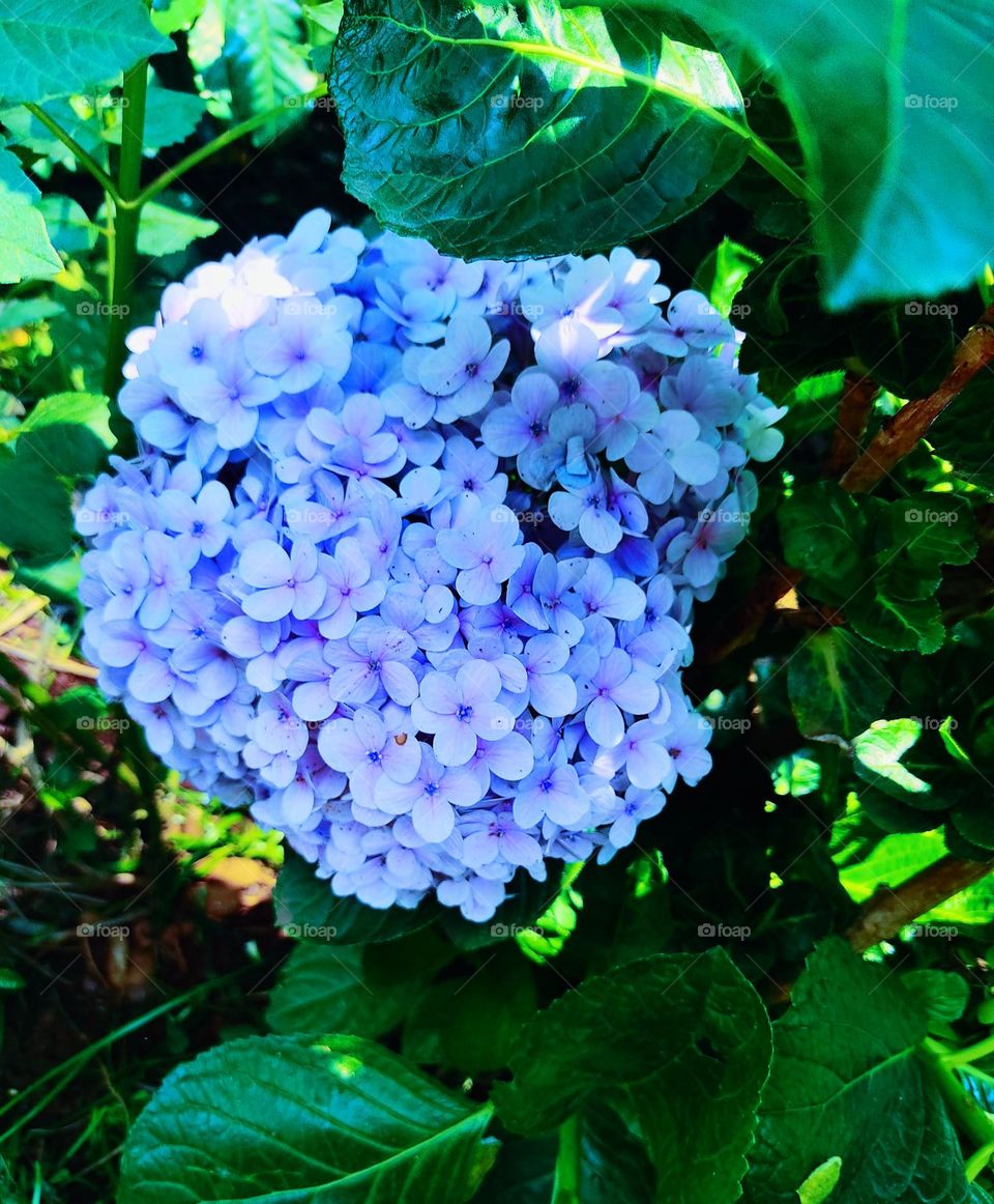 French hydrangea