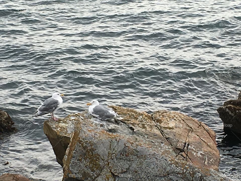 Seagulls resting on the coast of Sidney , B C