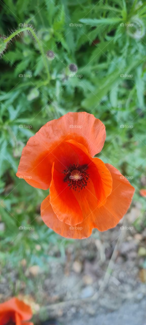 poppies