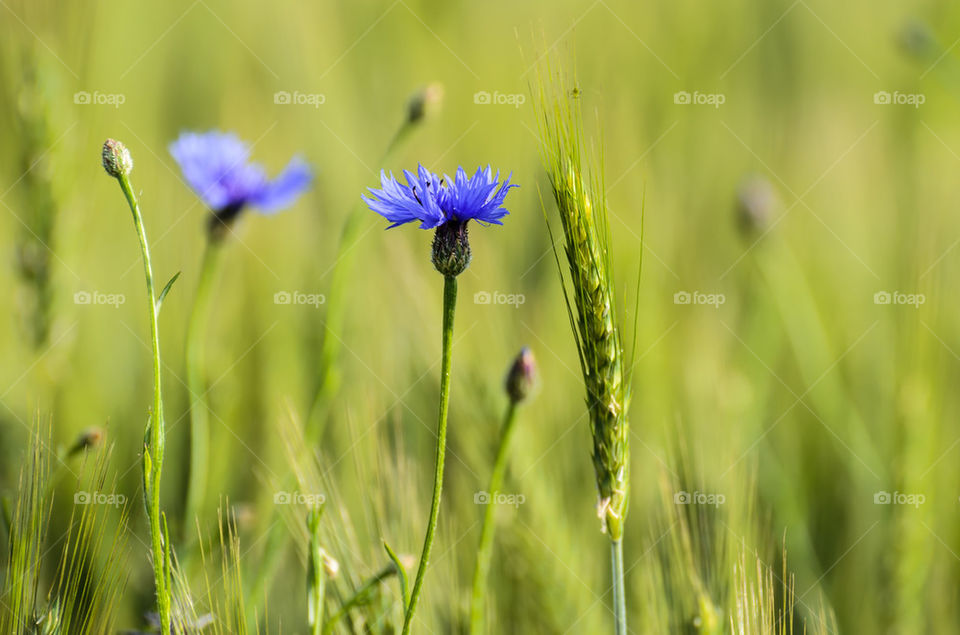 Cornflowers in a field