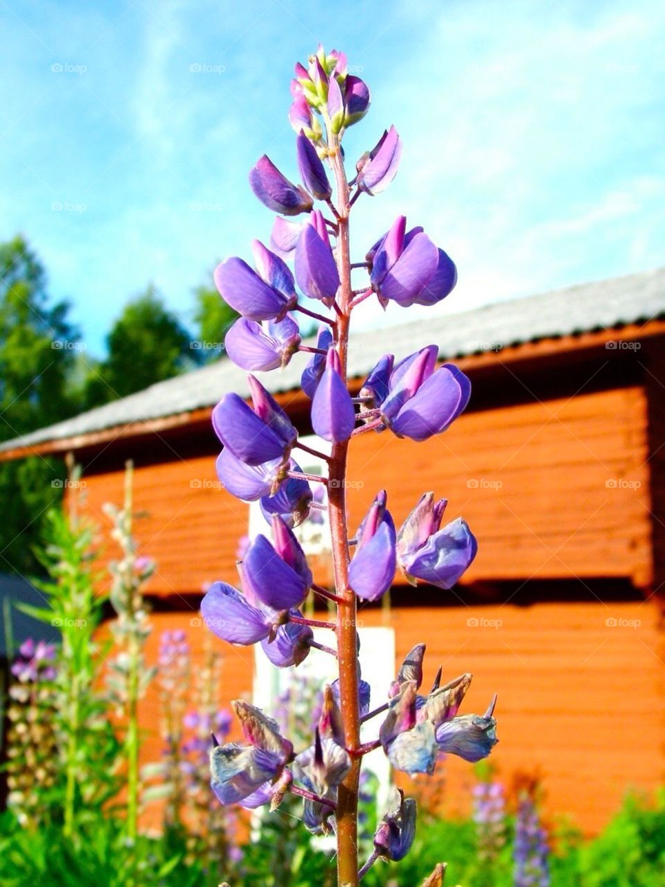 Lupine close-up