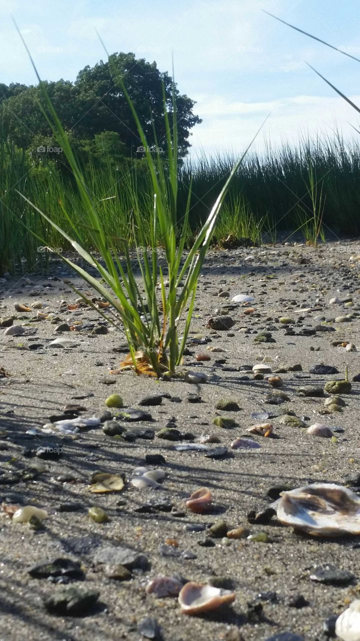 beach seagrass