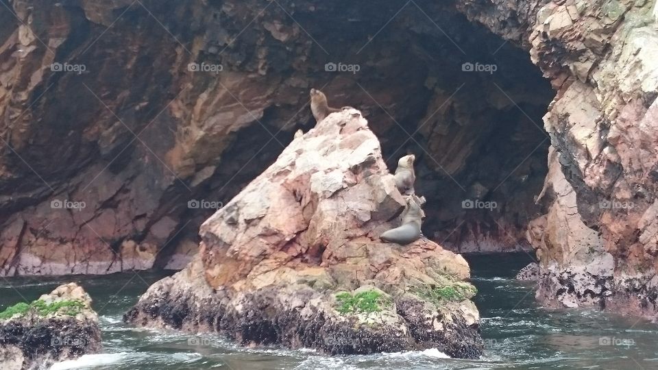 Sea Lions in the Ballestas Islands