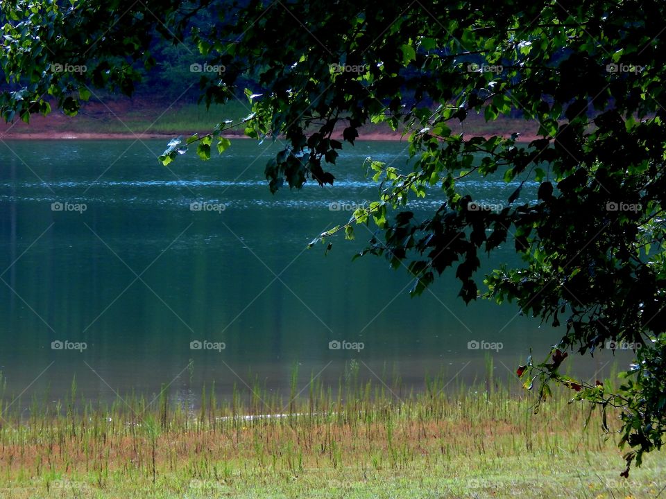 View of Lake Hartwell through the foliage
