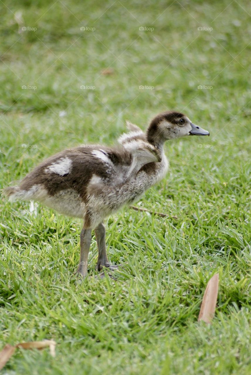 A very cute gosling 