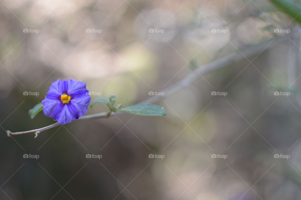 A focused shot of a lone lilac flower on a branch with a bit of blurred bokeh as background.