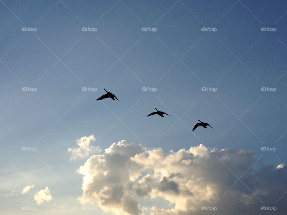 sky italy birds relax by nacho_lopez_sol