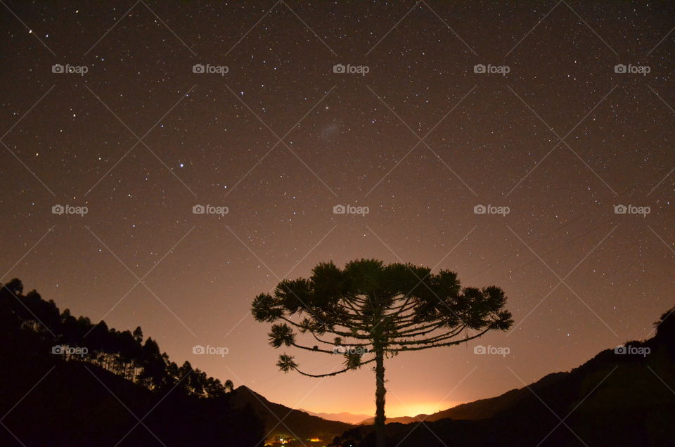 Stars over tree
