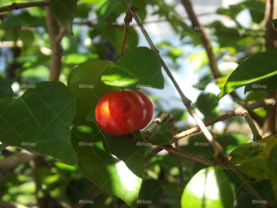 pitanga fruits