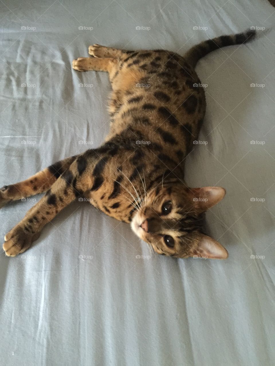 My Bengal cat, Rajah, loves when I put fresh clean sheets on the bed. 