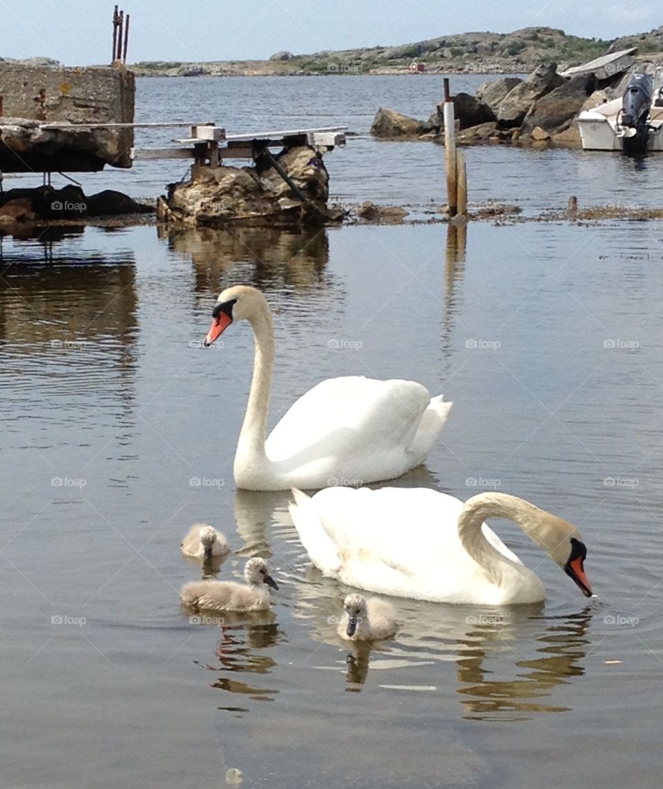 Family swan