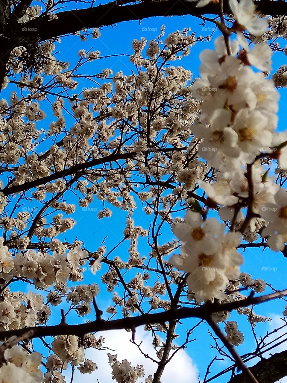 spring in Kiev blooming apricot