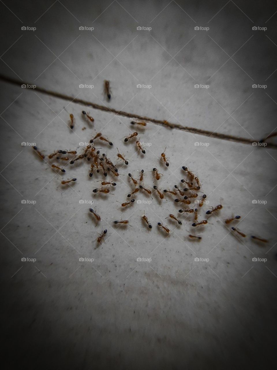 Ants on a floor