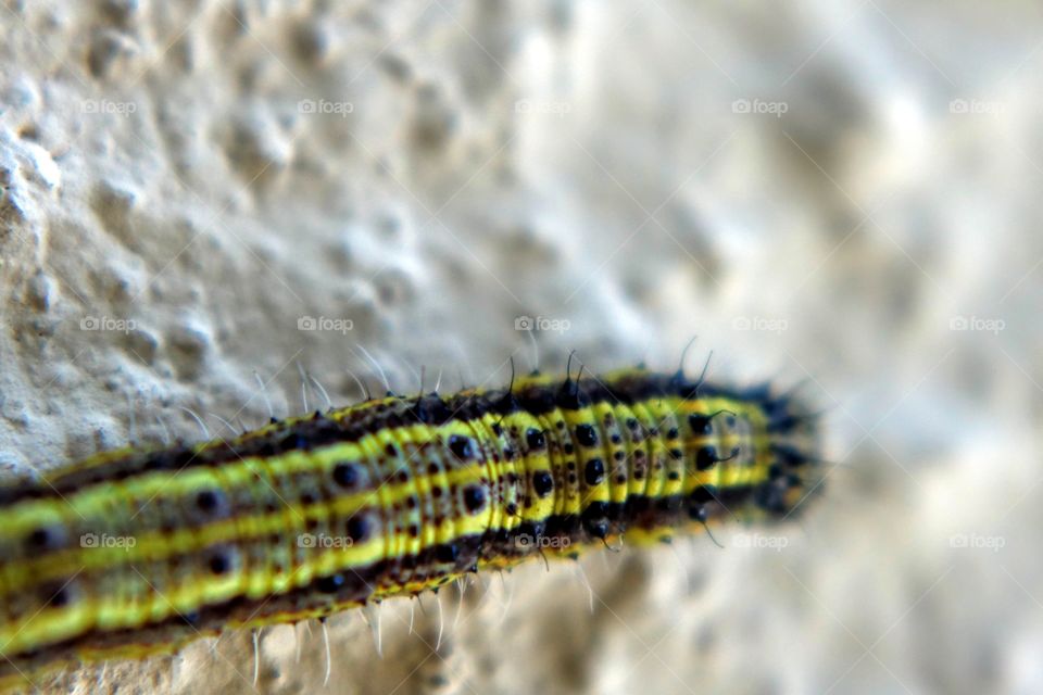 Curuquerê (Ascia monuste orseis) - Cabbage caterpillar
