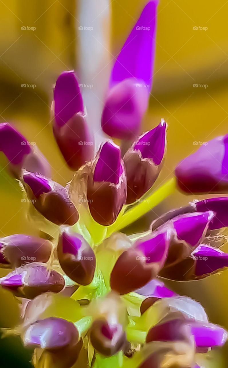 Wisteria buttons..