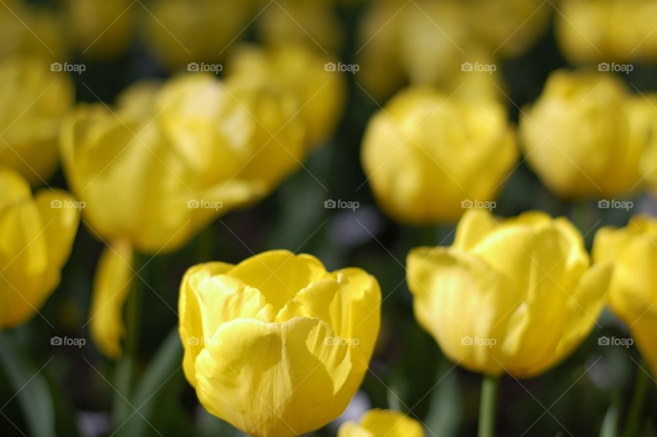 yellow tulip