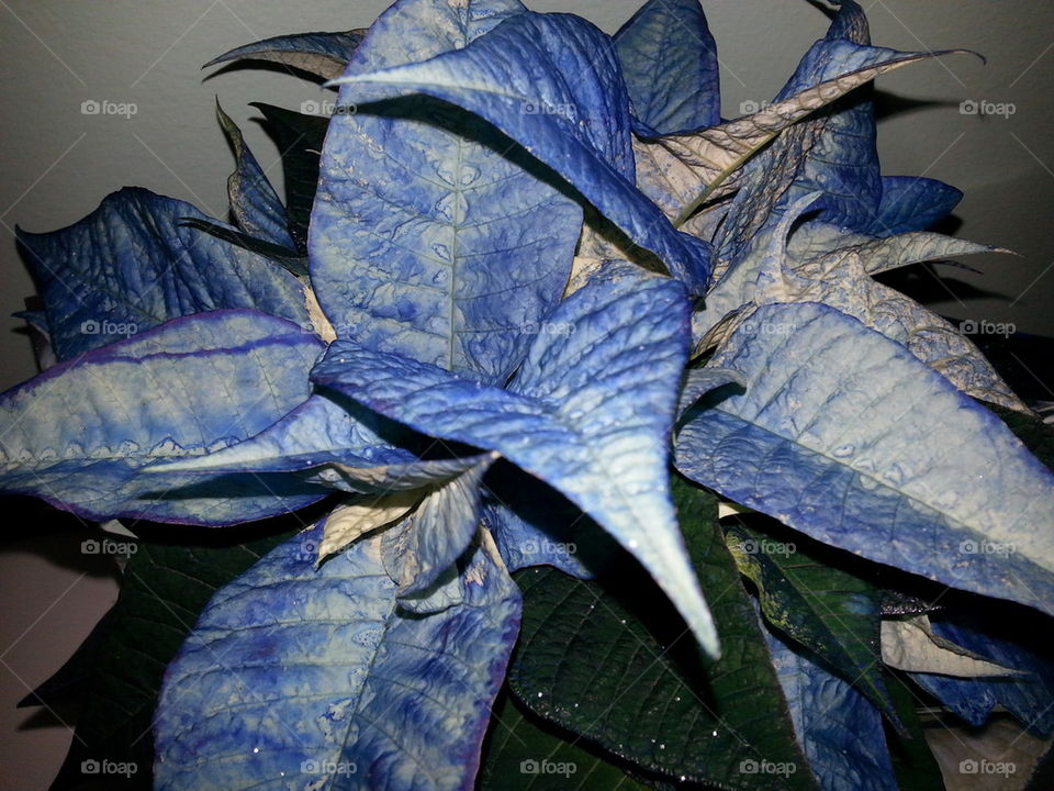 Blue Christmas flower