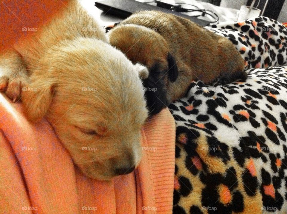 Sleeping puppies