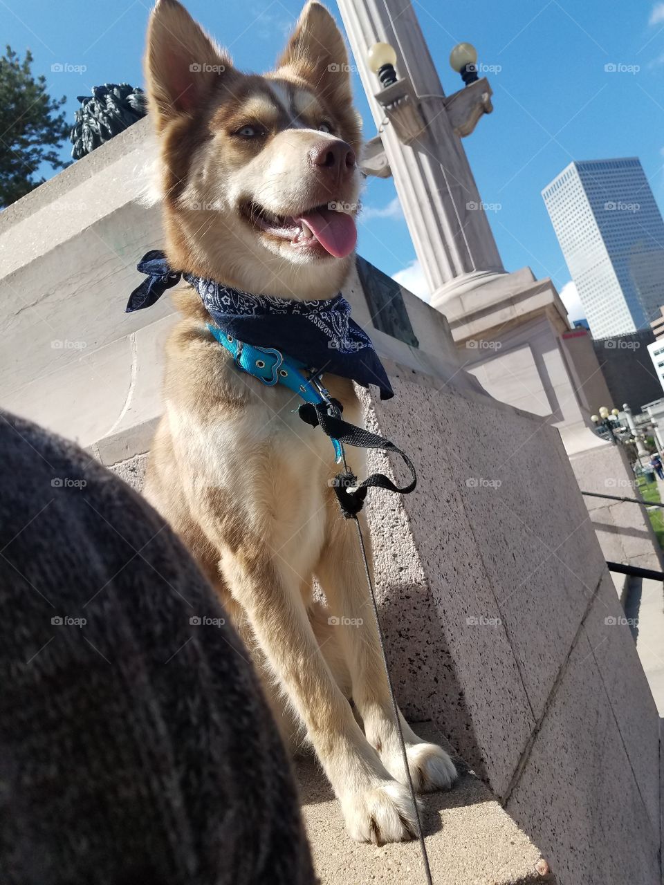 Lil pup In big city