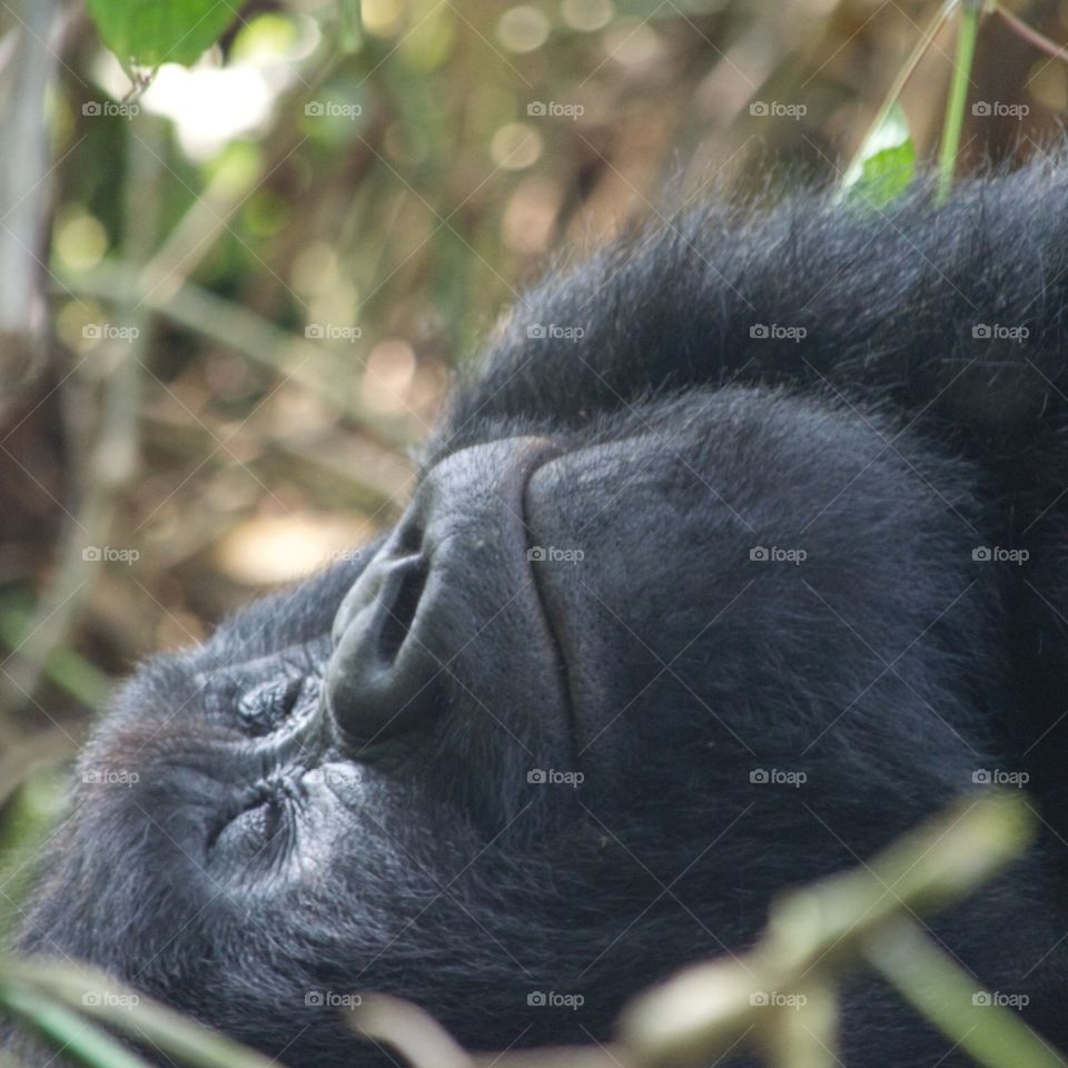 Nap time! Huge sleeping silverback gorilla in Congo’s Virunga National park