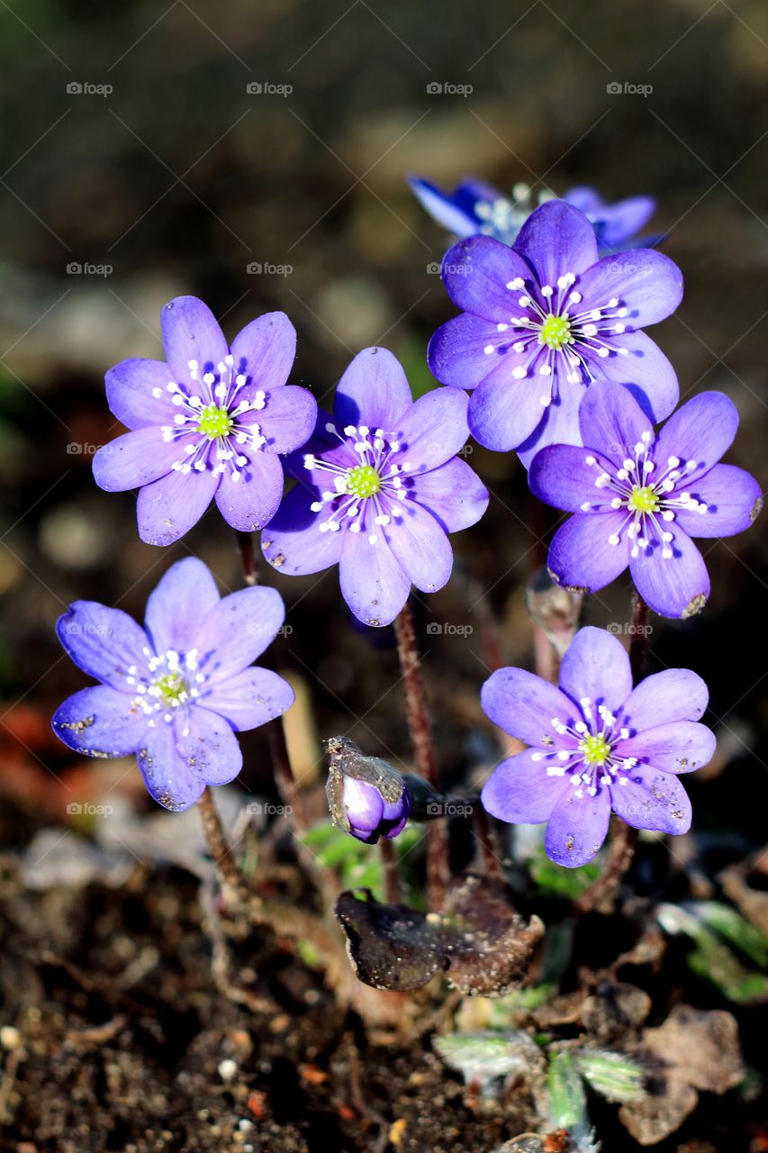 Anemone hepatica. First sign of spring.