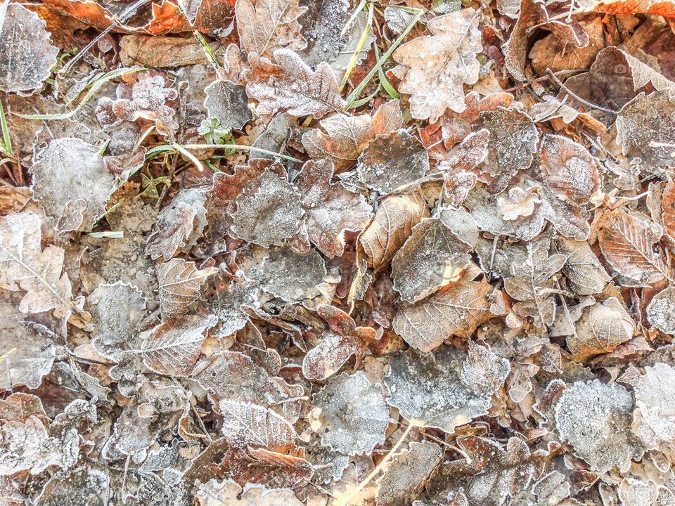 Frozen ground