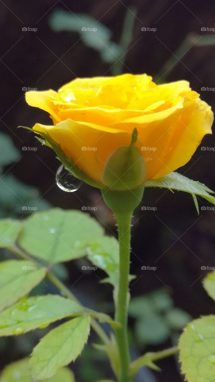 Yellow Rose flower
